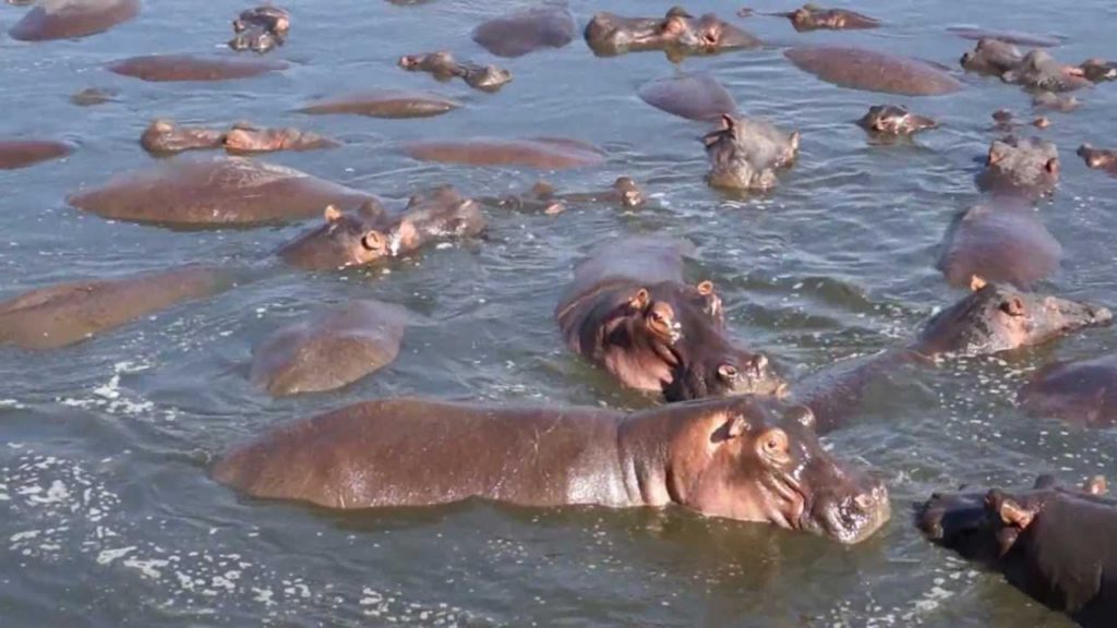 Una gran actividad para hacer en el Parque Nacional del Serengeti; ver hipopótamos en la piscina de hipopótamos de retina