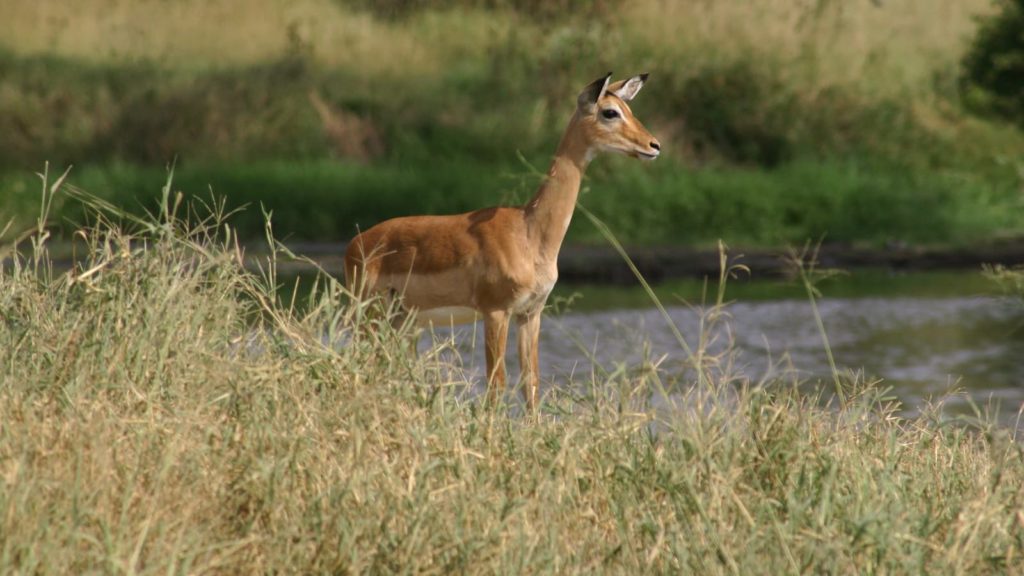 Eine tolle Aktivität im Serengeti-Nationalpark: ein Besuch der Bologonja-Quellen