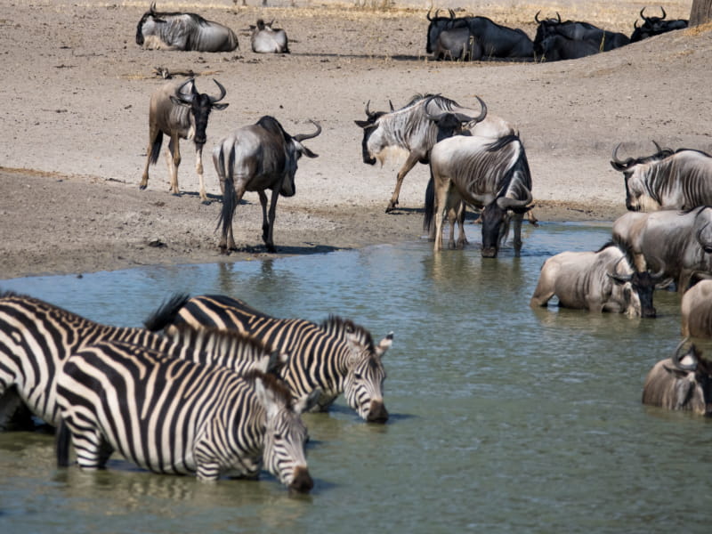 Tarangire National Park drinking animals