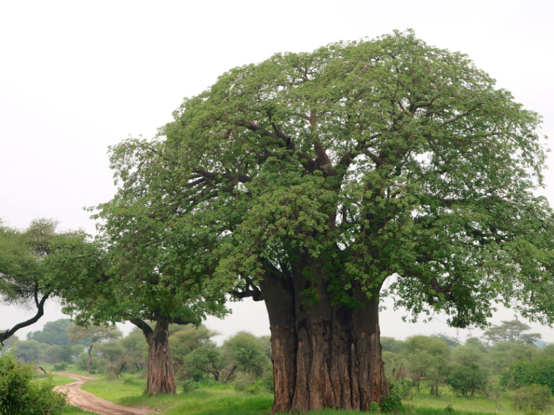 Vue sur le baobab du parc national du Tarangiré