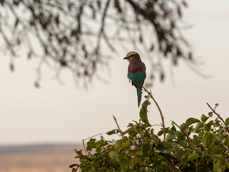 Uccello del Parco Nazionale del Tarangire su un albero