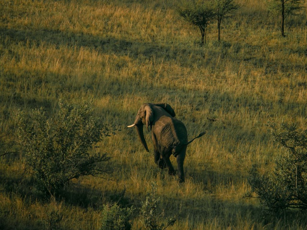 Elephant View in Singita Grumeti Reserve