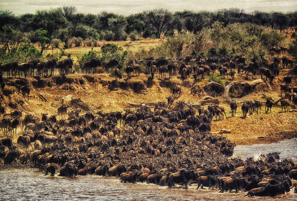 Beobachten Sie die große Migration; eine Aktivität im Serengeti-Nationalpark