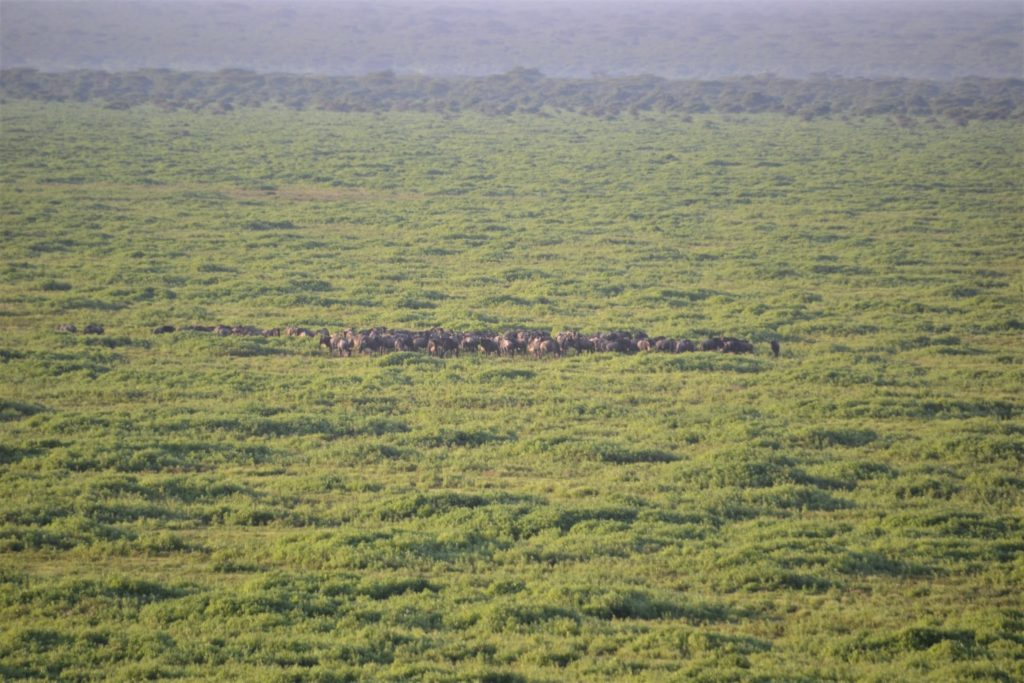 A herd of wildebeest in the Serengeti