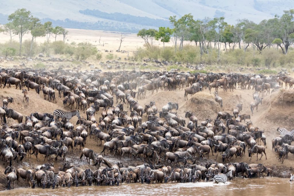 The great migration Serengeti