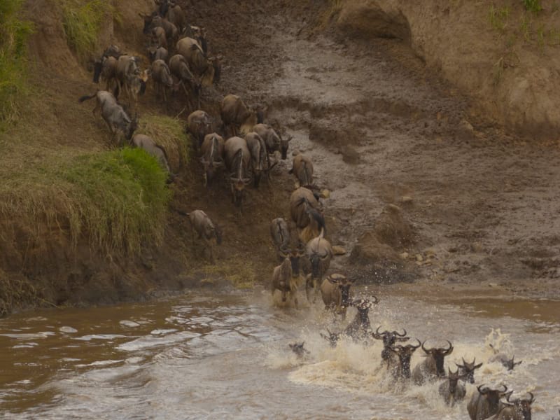 Mara River Crossing at Kogatende Serengeti National park