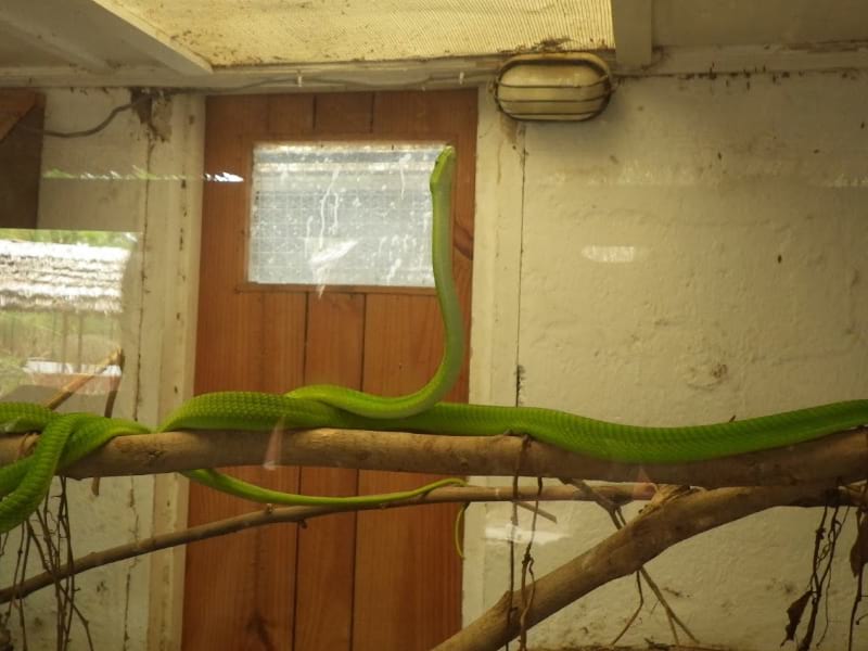 Meserani Snake Park is a Must-Do activities while in Arusha