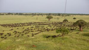 Group of wildebeest in the Tarangire national park