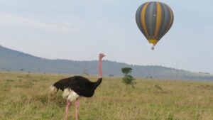 Ostrich in the serengeti plains