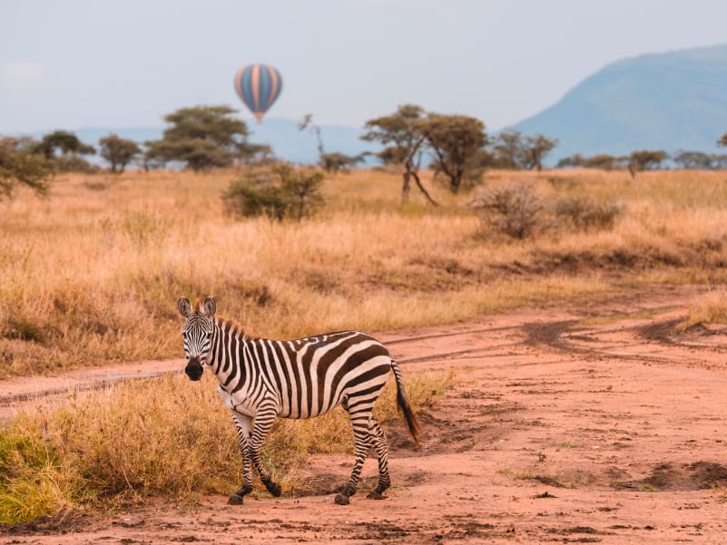 Wildlife of the Serengeti
