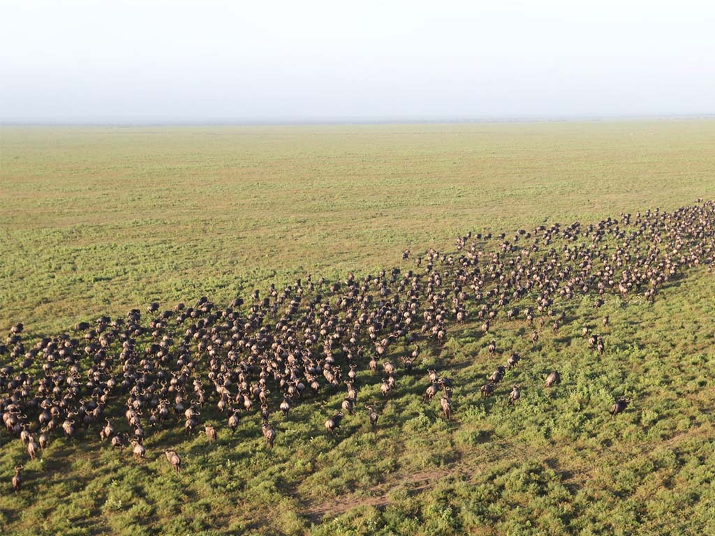 great Wildebeest Migration as seen from Miracle Experience Balloon Safari 