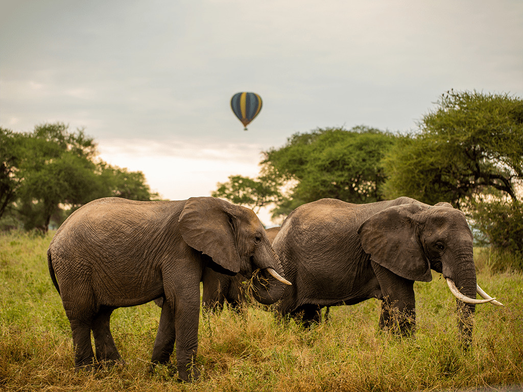 Elephants and Miracle Experience Hot Air Balloon Safari  in Tarangire